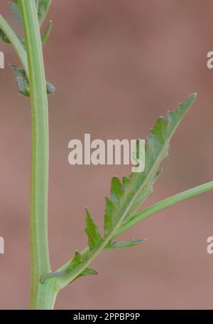 Palude Yellowcress, Rorippa palustris Foto Stock