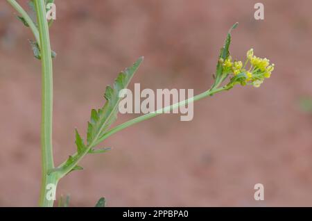 Palude Yellowcress, Rorippa palustris Foto Stock