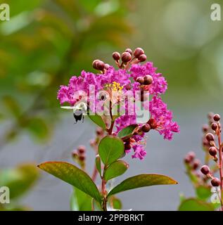 Bella foto ravvicinata di un carpentiere o miele ape, che si nutrono di un mirto viola o rosa di colza. Foto Stock