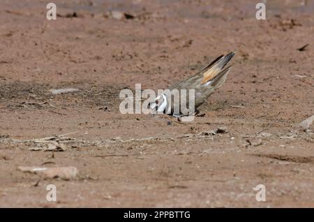 Killdeer, Charadrius vociferus, display ad ala rotta Foto Stock