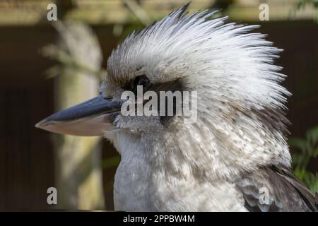 Australian kookaburra Face ritratto all'aperto. Foto di alta qualità Foto Stock