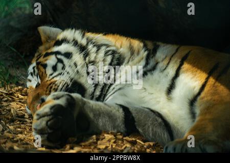 La tigre siberiana o tigre di Amur che giu' sul terreno in ombra Foto Stock