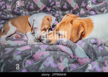 Marrone e bianco Jack Russel e Pitbull terrier cucciolo cane giocare, Città del Capo, Sud Africa Foto Stock