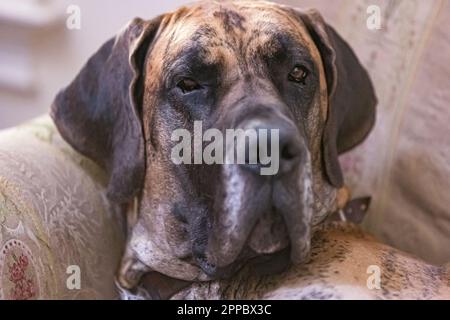 Questo incredibile colpo di testa cattura la regale presenza di un Brindle Great Dane Foto Stock