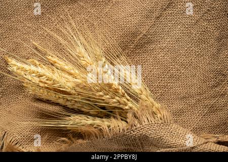 un mazzo di spikelets asciutti di grano giace su un insaccamento, raccolto di grano Foto Stock