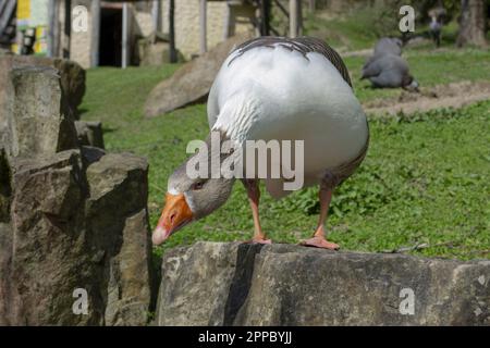 Ritratto di un'oca pomerana. Oca Pomeranian. Foto di alta qualità Foto Stock