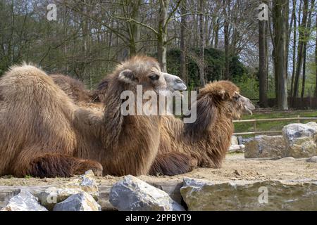 Due cammelli giacciono sulla sabbia tra le pietre. Foto di alta qualità Foto Stock