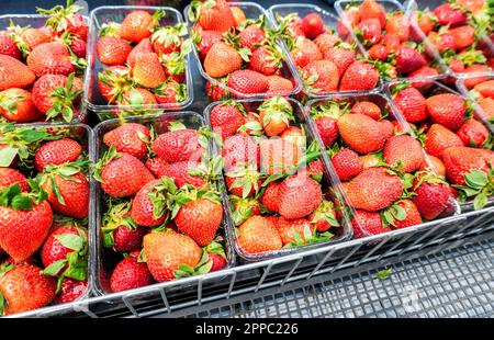 Fragole rosse fresche disposte in scatole di plastica pronte per la vendita presso un supermercato Foto Stock