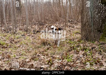 Jack Russell Terrier cane che tiene bastone di legno in bocca nella foresta primaverile Foto Stock