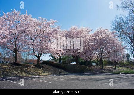 Alberi di ciliegio con fiori rosa chiaro fiancheggiano il confine tra un parcheggio e una strada locale in una soleggiata giornata primaverile a Jamesburg, New Jersey - Foto Stock