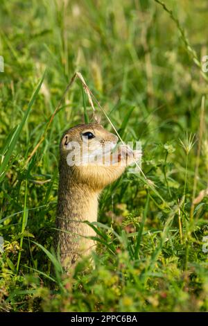 Souslik, scoiattolo di terra europeo, (Spermophilus citellus) tra il suo habitat naturale di foraggio Foto Stock