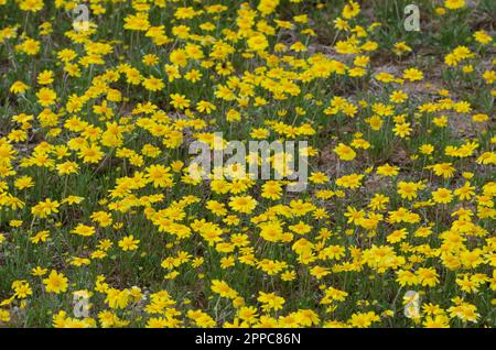 Fineleaf Fournerved Daisy, Tetraneuris linearifolia Foto Stock