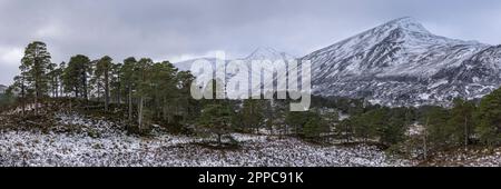 Pineta caledoniana in inverno. Glen Affric, Highlands, Scozia Foto Stock