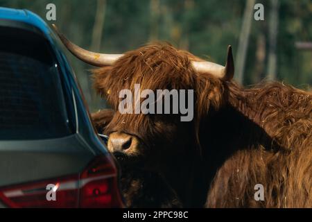 Piccoli bovini di montagna in una giornata di sole e di sole Foto Stock