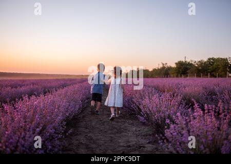 Giocoso ragazza carina ragazzo stanno giocando in file di lavanda campo viola al tramonto. Una piccola coppia corre l'una dopo l'altra, si alza, tiene le mani. Allegro, Foto Stock