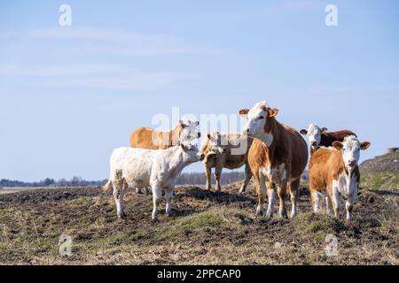 Hereford bovini mucche in primavera in piedi su un campo rurale. Messa a fuoco selettiva. Foto Stock