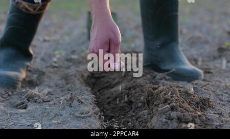 Farmer mano che pianta pianta organica nella fattoria. Primo piano delle mani maschili che mettono i semi nel terreno in campo. Agricoltura biologica. Uomo in stivali che coltiva Foto Stock