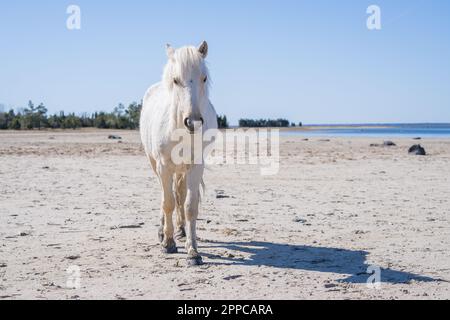 Cavallo nativo estone bianco (estone Klepper) a piedi sulla costa della baia. Foto Stock