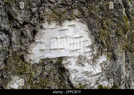 Tronco di betulla coperto con muschio vecchio albero primo piano di corteccia di betulla. Foto di alta qualità Foto Stock