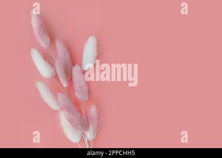 Fiore di primavera. Bel lagurus su sfondo rosa. Foto Stock