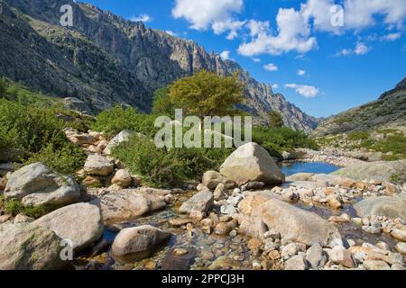 Paesaggio selvaggio nella valle di Restonica con un fiume di montagna cristallino, pini, rocce e vette, Corsica isola, Francia Foto Stock