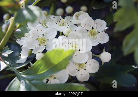 Biancospino comune crataegus c. monogyna arbusto albero in fiore, bianco un seme di petali di biancospino, foglie, fiore teste, grande primo piano orizzontale Foto Stock
