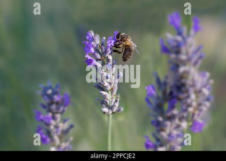 Bee cerca nettare su sfondo verde lavanda Foto Stock