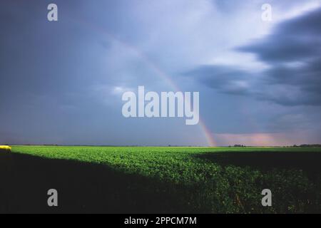 Un vibrante arcobaleno multicolore illumina uno sfondo nuvoloso di lussureggianti piante verdi Foto Stock