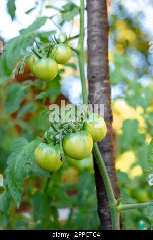 grappoli di pomodori verdi su un cespuglio di pomodoro. Coltivazione di deliziosi pomodori fatti in casa. Foto Stock