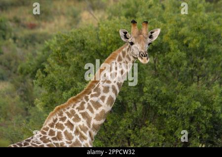 La giraffa è la più alta dimora di terra e il più grande mammifero di ruminanti di tutte le specie estinte Foto Stock