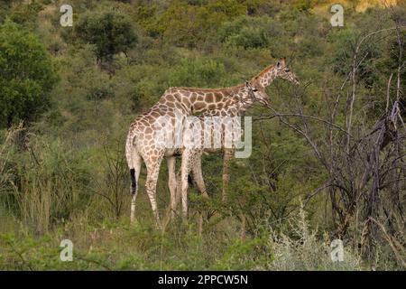 La giraffa è la più alta dimora di terra e il più grande mammifero di ruminanti di tutte le specie estinte Foto Stock