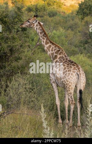 La giraffa è la più alta dimora di terra e il più grande mammifero di ruminanti di tutte le specie estinte Foto Stock