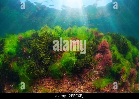 Alghe verdi e rosse sott'acqua nell'oceano Atlantico, in Spagna, in Galizia Foto Stock