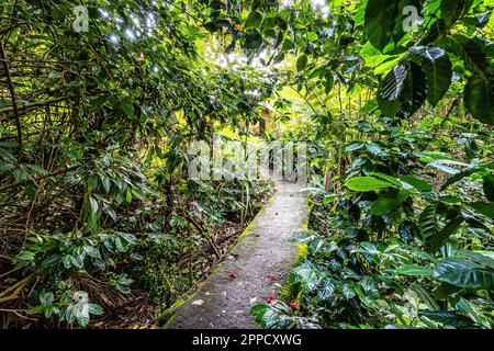 Grazioso giardino di una pensione a Mucuge nel Parco Nazionale della Chapada Diamantina, Bahia in Brasile Foto Stock