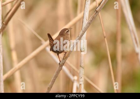 Wren eurasiatico a riposo su un gambo di canna. Walthamstow Wetlands, Londra, Inghilterra, Regno Unito. Foto Stock