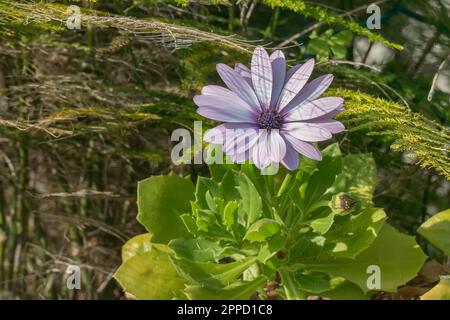 cape daisy pianta con fiore primo piano vista con luce del sole all'aperto Foto Stock
