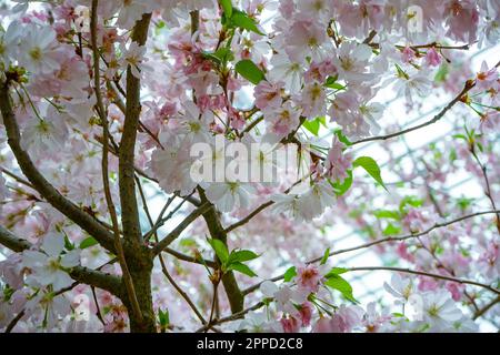 Una vivace e abbondante esposizione di fiori di ciliegio rosa con lussureggiante fogliame che si estende attraverso i rami di alberi Foto Stock