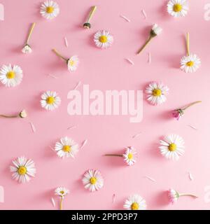 Vista dall'alto dei fiori di margherita su sfondo rosa. Concetto minimo di posa piatta. Spazio di copia Foto Stock