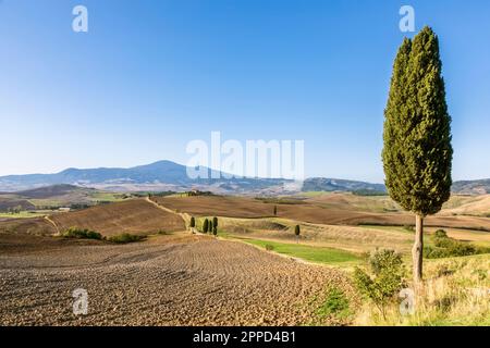 Italia, Toscana, Pienza, paesaggio rurale della Val dOrcia con cipressi in primo piano Foto Stock