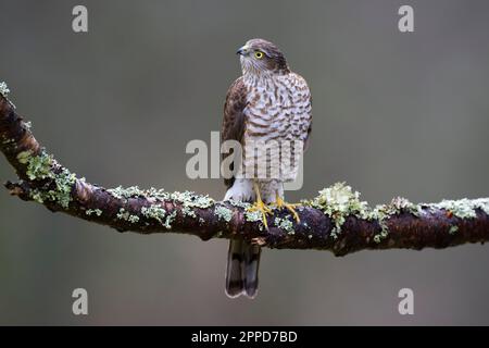 Sparrowwhawk eurasiatico (Accipiter nisus) che si eruttano sul ramo Foto Stock