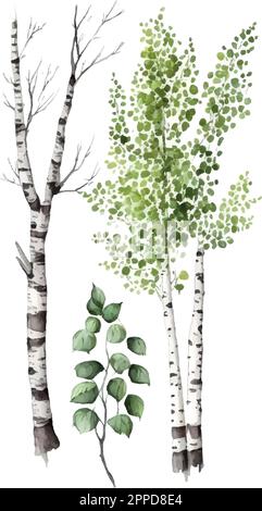 Acquerello betulla alberi Russia albero elemento di design per sfondi, sfondo sito web Vector Illustration. Illustrazione Vettoriale