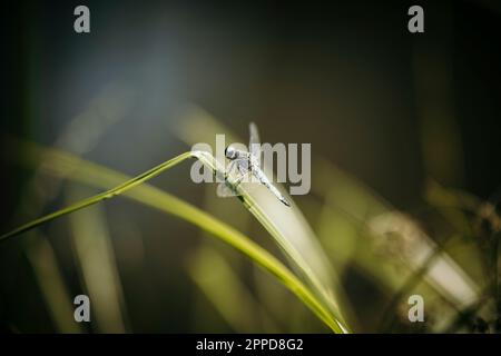 Dragonfly sulla lama di erba Foto Stock