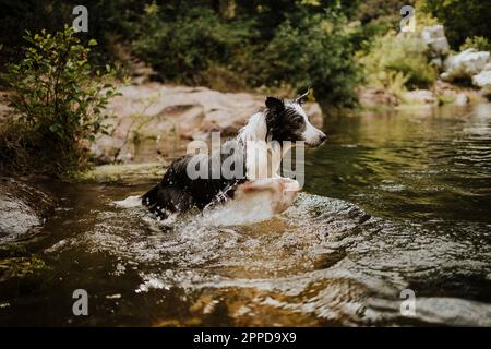 Confine collie cane salto in fiume Foto Stock