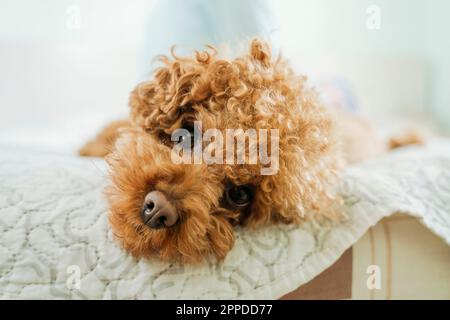 Carino cane Poodle sdraiato sul letto a casa Foto Stock