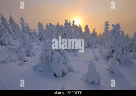 Germania, Sassonia, Sole che sorge su una foresta innevata nella gamma Erzgebirge Foto Stock