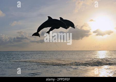 Silhouette di coppia di delfini dal naso a bottiglia (Tursiops truncatus) che saltano contro il sole tramontato Foto Stock