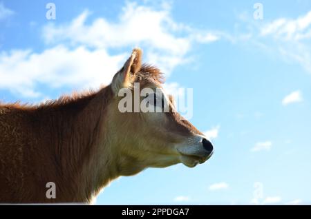 Vitello Heifer in Jersey purerosso. Foto Stock