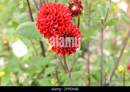 Fiori Dahlia decorativi 'vichinghi' rossi. Foto Stock