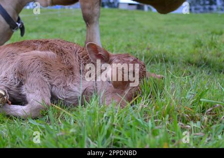 Polpaccio Heifer in Jersey appena nato. Foto Stock