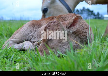 Polpaccio Heifer in Jersey appena nato. Foto Stock